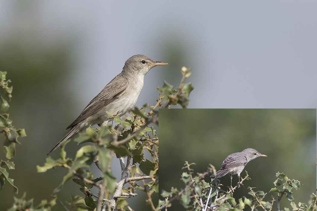 Olive-tree Warbler
